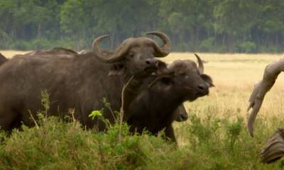 Кадр из фильма «BBC: Чудо животного мира»