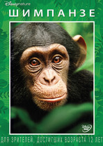 Шимпанзе онлайн