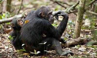 Кадр из фильма «Шимпанзе»