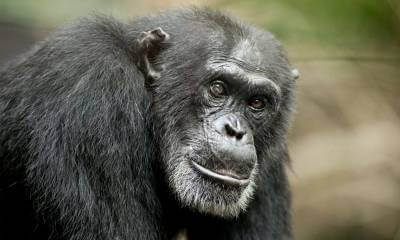 Кадр из фильма «Шимпанзе»
